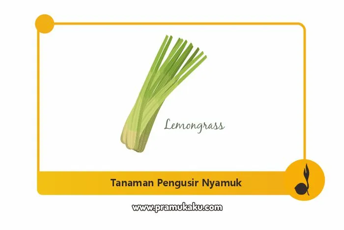 tanaman pengusir nyamuk